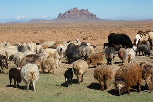 Navajo Nation: Reviving Indigenous heritage, one sheep at a time